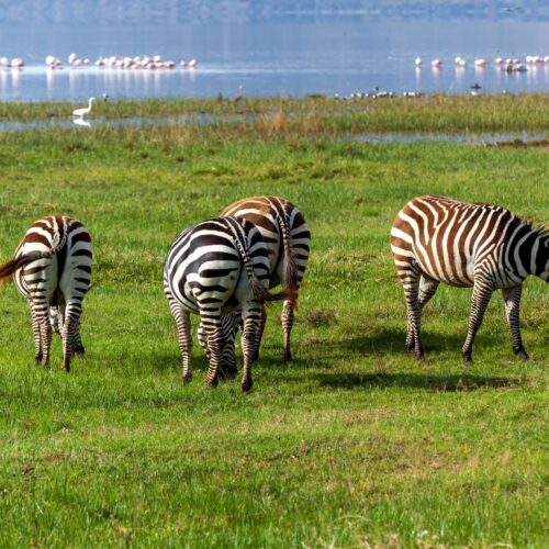 Lake Nakuru