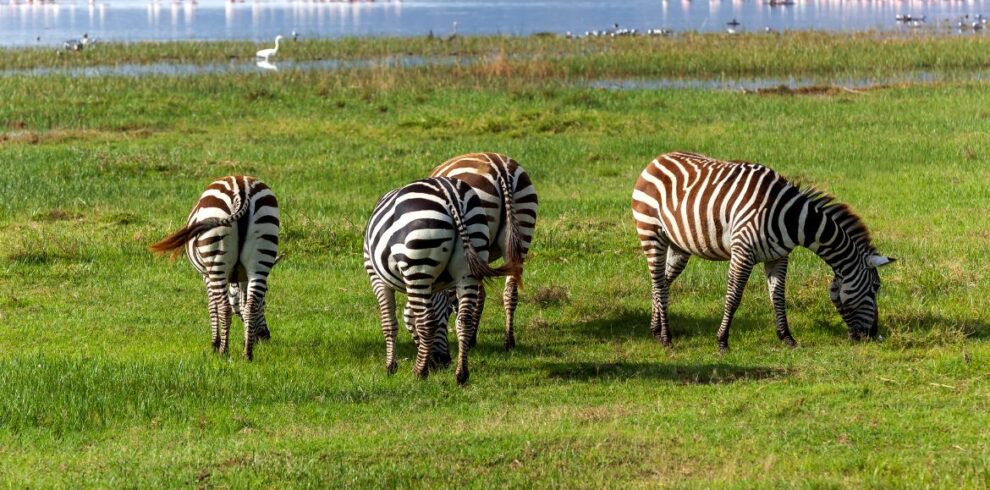 Lake Nakuru