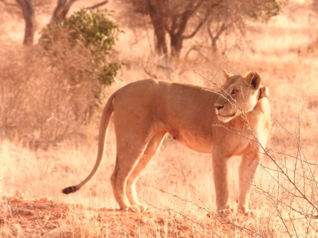 Ol Pejeta