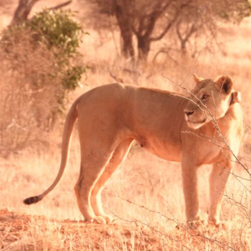 Ol Pejeta