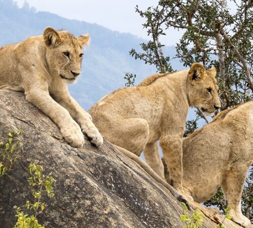 Tsavo Liones