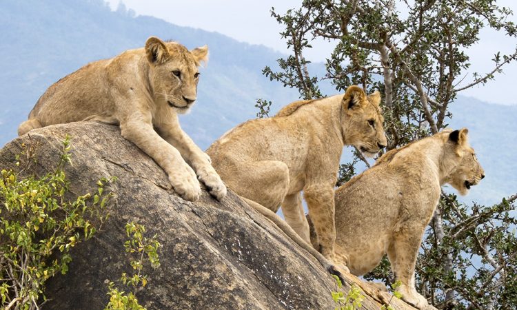 Tsavo Liones
