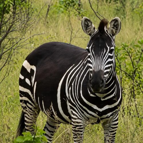 Zebra