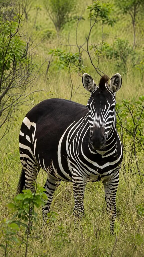 Zebra