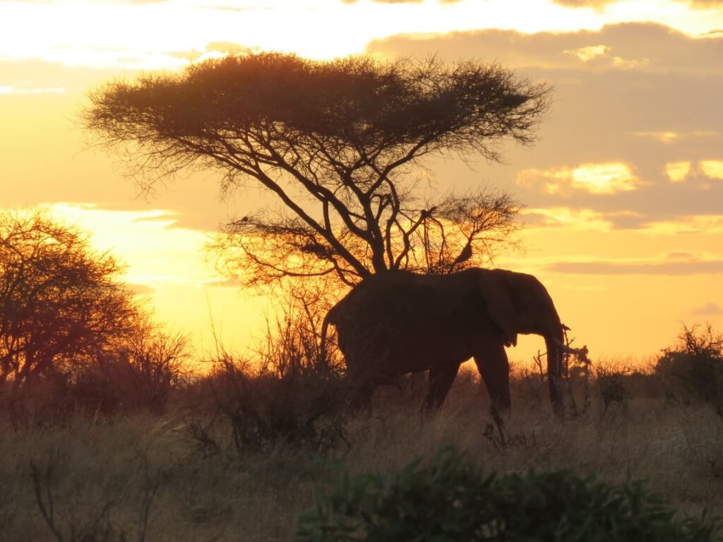 Ol Pejeta