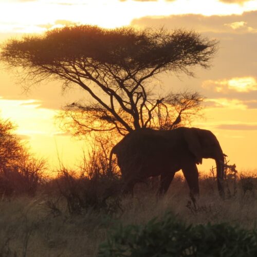 Ol Pejeta