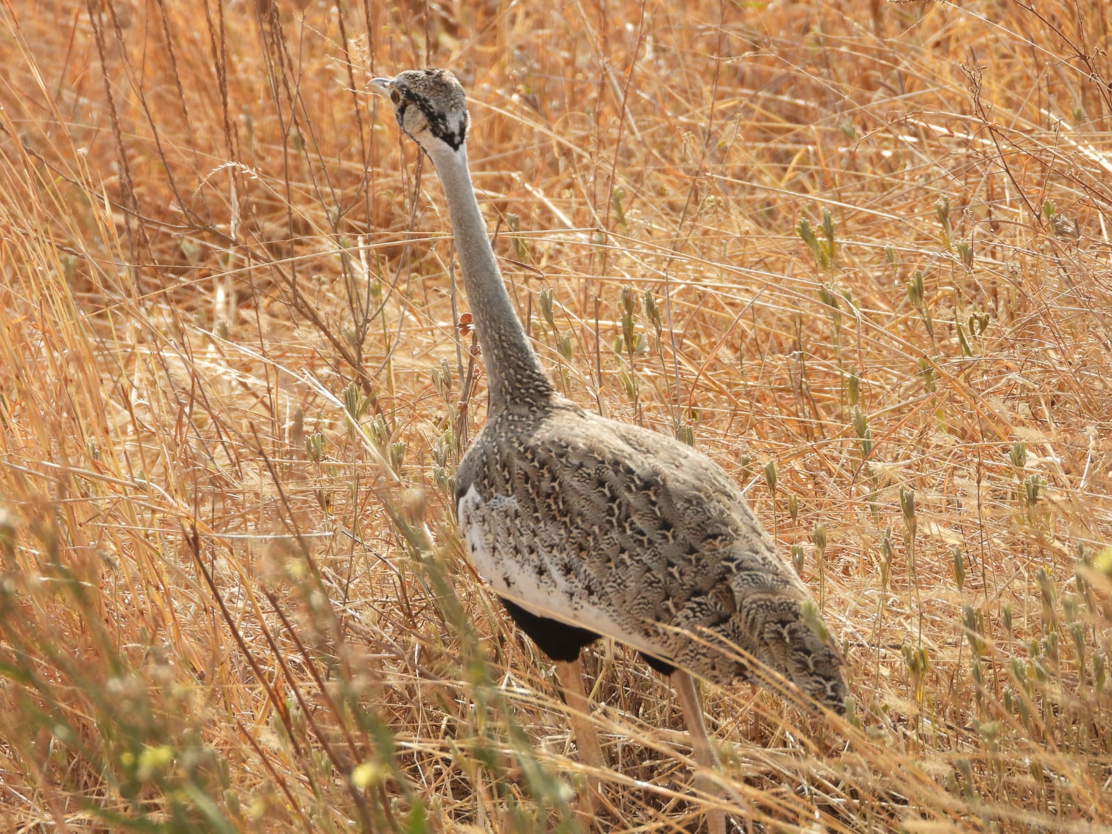 bird